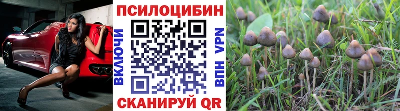 купить наркоту  darknet телеграм  Псилоцибиновые грибы Psilocybe  Могоча 